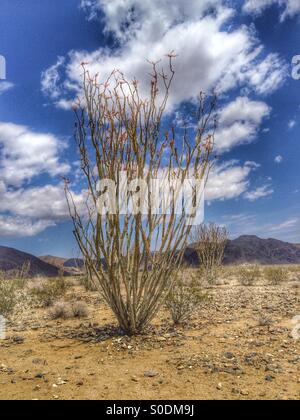 La floraison d'une plante à Joshua Tree National Park, California USA à l'aide d'HDR (High Dynamic Range) Banque D'Images