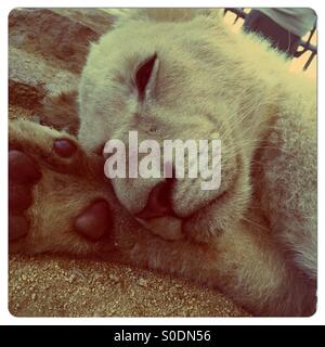 White Lion cub in park Banque D'Images