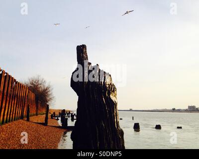 Épi en bois usés ou brise-lame, rivière Deben Bawdsey, Ferry, Suffolk, UK. Banque D'Images