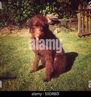 Brown Labradoodle chien Banque D'Images