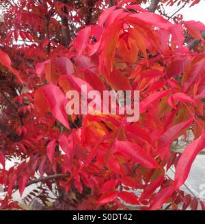 Rouge vif et orange Autumn Leaves on tree Banque D'Images