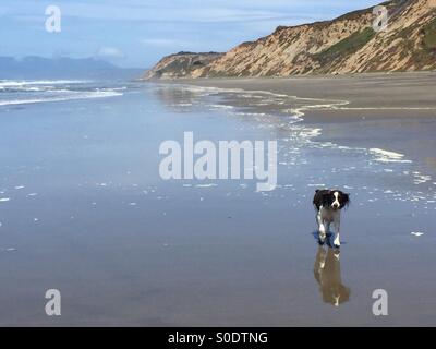 English Springer Spaniel running on beach Banque D'Images