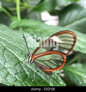 Aile de papillon en verre Banque D'Images