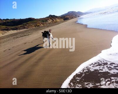 Épagneul Springer Anglais tournant avec une absolue abandonner sur vaste plage Californie Banque D'Images