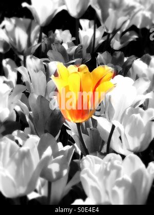 Les tulipes jaunes et rouges dans la mer du jardin de fleurs noir et blanc Banque D'Images