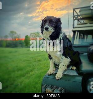 Chien border collie sur l'aile de camion au lever du soleil Banque D'Images