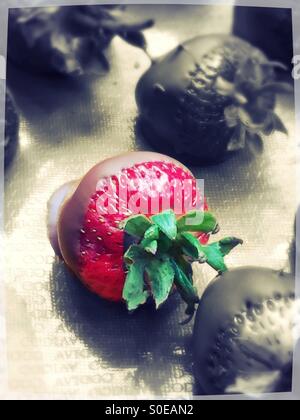 Fraises trempées dans le chocolat avec une en couleur et noir et blanc reste à Godiva, NYC Banque D'Images