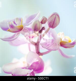 Orchidée fleur contre soft fond clair Banque D'Images