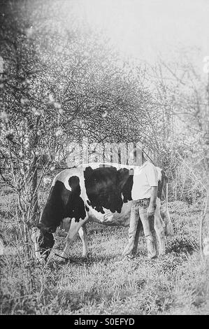 Agriculteur avec vache Holstein Banque D'Images
