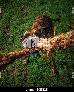 Staffordshire Bull Terrier tenant à une corde Banque D'Images