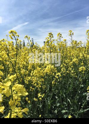 Les fleurs de colza jaune Banque D'Images