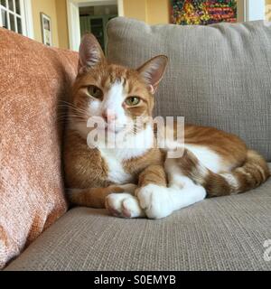 Un chat blanc et orange se trouve confortablement sur une table. Banque D'Images