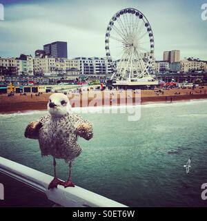 Seagull sur la jetée de Brighton Banque D'Images