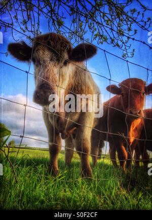 À la recherche jusqu'à deux vaches par grillage de séparation Banque D'Images