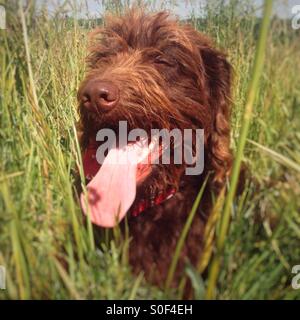 Brown Labradoodle chien dans l'herbe haute Banque D'Images