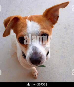 Jack Russell/Toy Fox Terrier mélanger avec de grands yeux. Banque D'Images