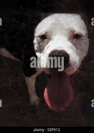 Pit-Bull dog Banque D'Images