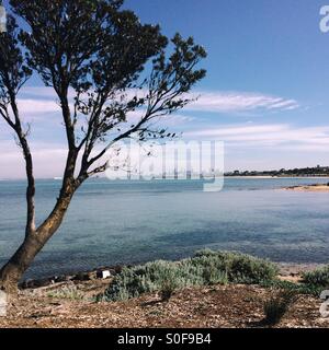 Arbre, la baie de Port Phillip, Melbourne city skyline in distance Banque D'Images