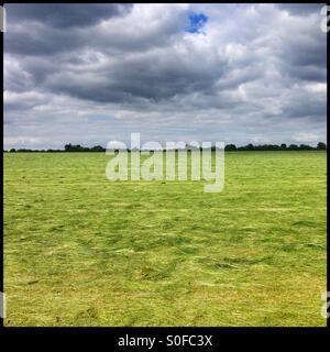 Prairie d'herbe fraîchement coupée, Hampshire, Angleterre, Royaume-Uni. Banque D'Images
