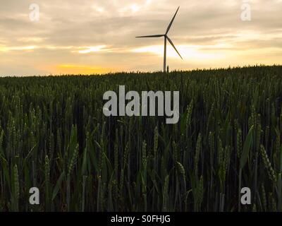 Domaine de blé vert au coucher du soleil avec l'éolienne Banque D'Images