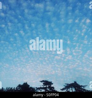 La formation de nuages Altocumulus, Hampshire, Angleterre, Royaume-Uni. Banque D'Images