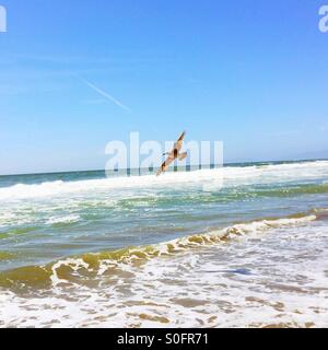 Mouette s'envole gracieusement la crête des vagues sous le soleil d'un jour de congé Juin Balmy Beach en Californie. San Francisco, California, USA Banque D'Images