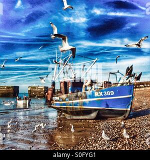 Mouettes wheeling sur Hastings chalutier de pêche, de l'atterrissage c'est tôt le matin et prise de poissons, East Sussex, UK Banque D'Images