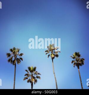 Quatre palmiers dans une rangée. Manhattan Beach, Californie, États-Unis. Banque D'Images