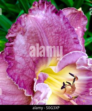 Close up d'un iris rose bloom Banque D'Images