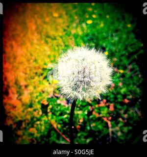 Pissenlit Banque D'Images