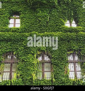 Détail du Musée National à Wrocław, Pologne, avec sa façade couverte de lierre. Banque D'Images