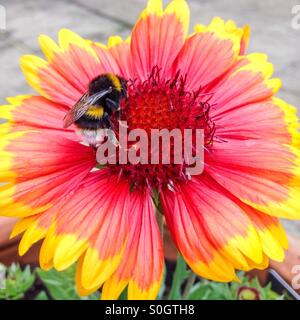 Bourdon sur fleur gaillarde jaune et rouge Banque D'Images