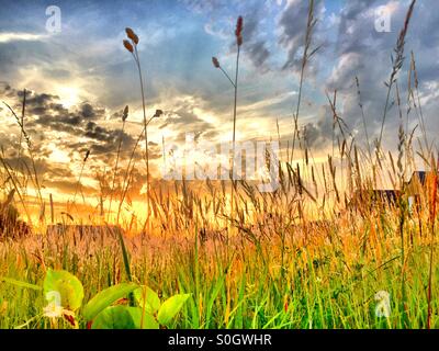 Ciel dramatique au coucher du soleil sur des hautes herbes et des plantes sauvages, vue au niveau du sol, Rijkevorsel, Belgique Banque D'Images