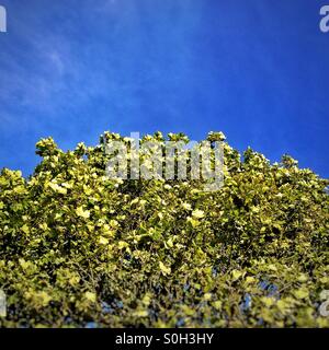 Haut de tree against blue sky Banque D'Images