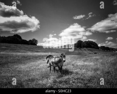 Poneys Exmoor sur une journée d'été - noir et blanc Banque D'Images