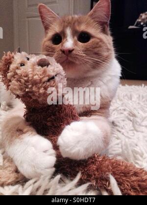 Le gingembre et le chaton blanc à l'aide de sa grosse pattes pour tenir sur son ours en peluche Banque D'Images
