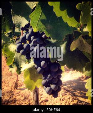 La maturation des raisins de Syrah sur la vigne, en Catalogne, Espagne. Banque D'Images