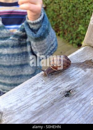 Escargots de l’APCE Banque D'Images