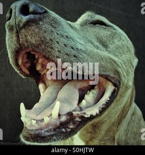 Près de bouche au sourire de chien géant Banque D'Images