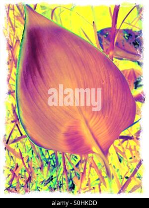 Image manipulée numériquement de la face inférieure d'une feuille de canna lily dans un jardin à Ponte Vedra Beach, Floride, USA. Banque D'Images