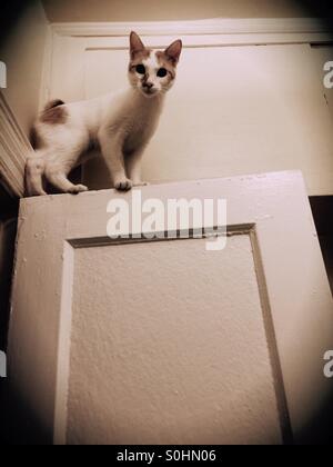 Bobtail japonais chaton sur le dessus d'une porte. Banque D'Images