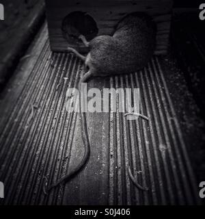 Une souris morte pris dans un piège à souris Banque D'Images