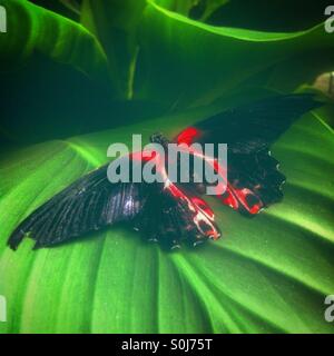 Papillon noir et rouge, sur une feuille verte. Banque D'Images