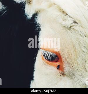 Close up de vaches eye Banque D'Images