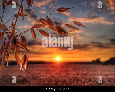 Détail de semences de blé contre le coucher du soleil Banque D'Images