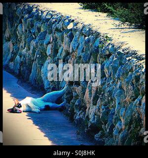Cat allongé sur trottoir avec pieds en arrière contre le mur de pierre Banque D'Images