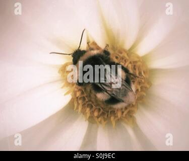 Bourdon sur une fleur de Dahlia blanc Banque D'Images