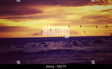 Les oiseaux voleront dans une ligne sur l'océan au coucher du soleil Banque D'Images