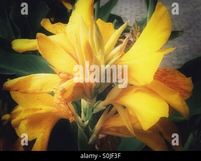 Canna lily fleurs jaune Banque D'Images