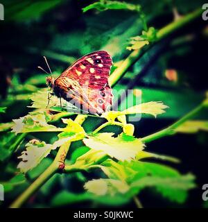 Papillon sur une feuille Banque D'Images